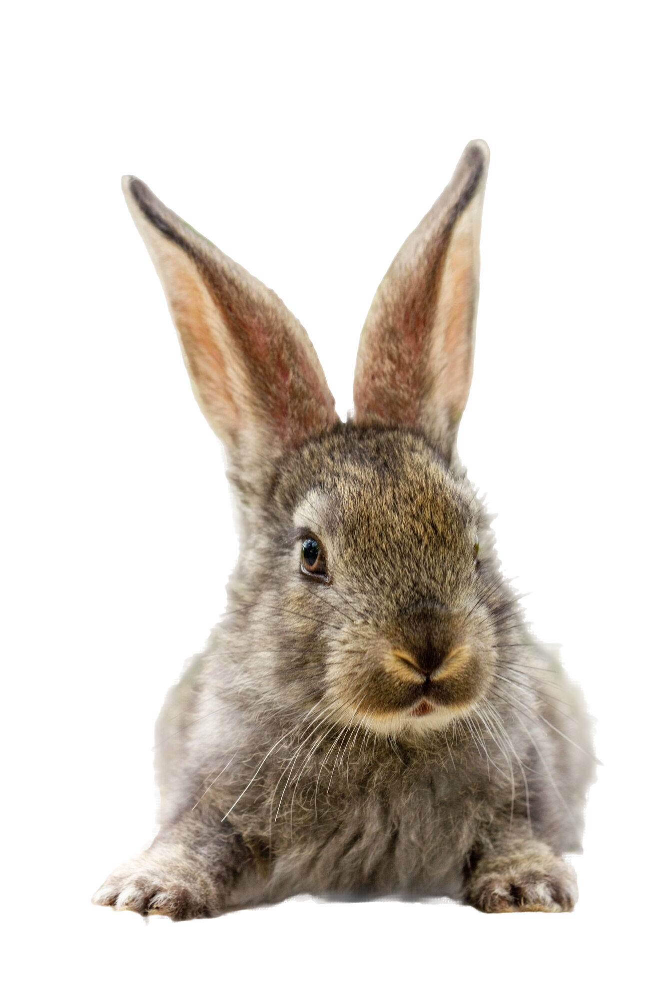 conejo