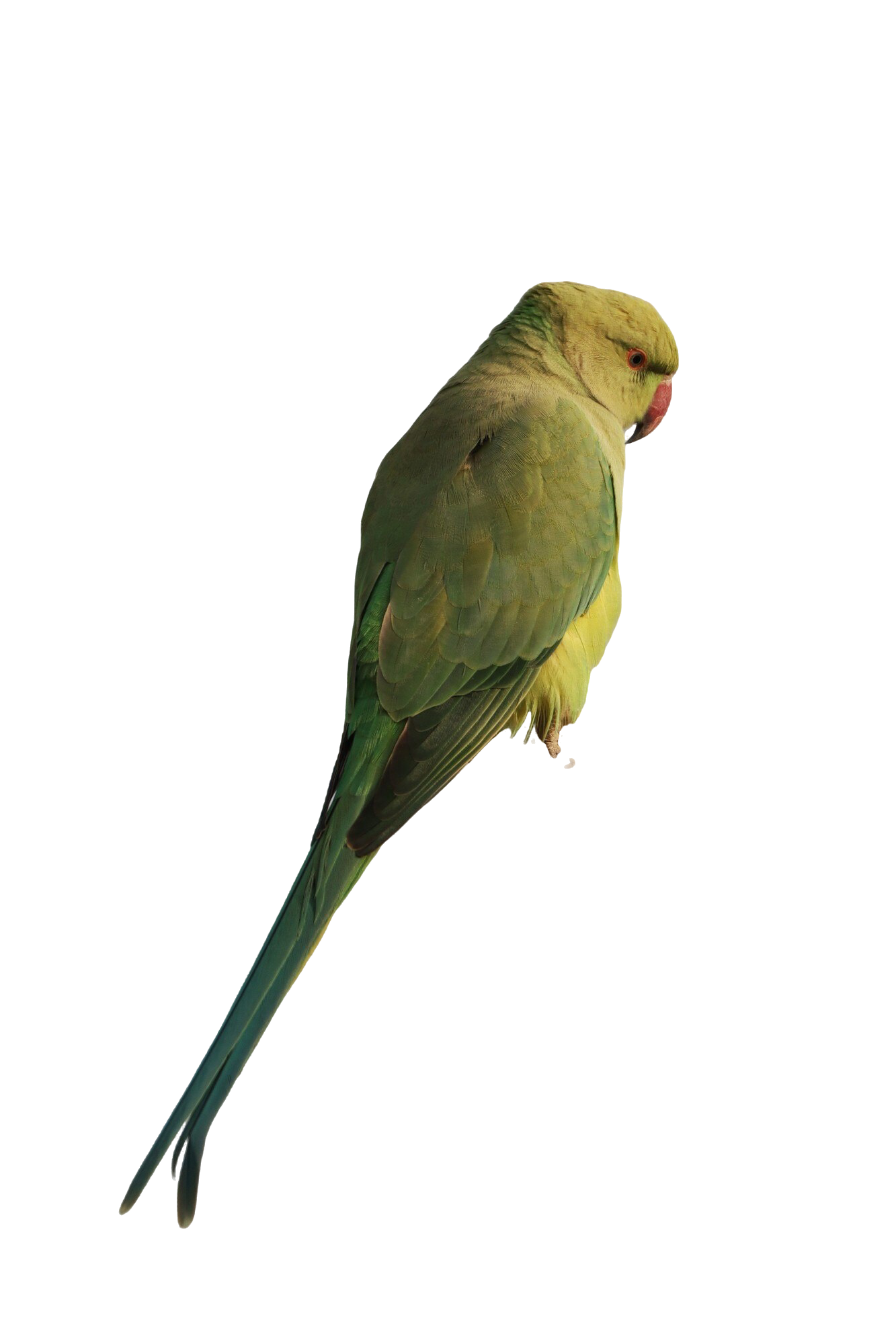 periquito